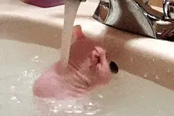 【科普进家庭】听说睡前洗澡影响睡眠？图片