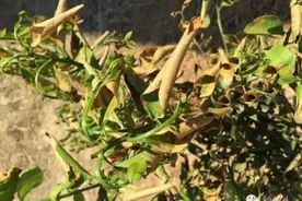 柑橘施肥不是多多益善，施用不当损失巨大图片