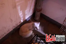 河北邯郸肥乡小白狐“误闯”居民楼，消防暖心救助图片