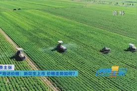 提前抢疯了？一度涨到6元/斤！“花生”了啥？图片