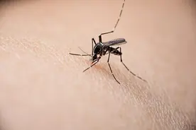 秋日里的毒蚊子如此嚣张，怎么对付它？给你支招了图片