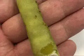 浙江有人吃了这种“豆子”，神志不清9小时！医生：有剧毒图片