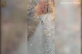 美国一男子徒步旅行时遭美洲狮跟踪袭击 扔石头将其吓跑图片