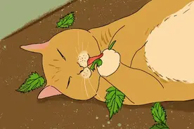 让猫痴迷的猫薄荷究竟是何物？图片