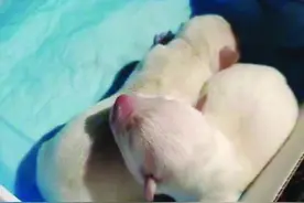 夫妻垃圾桶内救奶狗 人工喂养后恢复生机图片