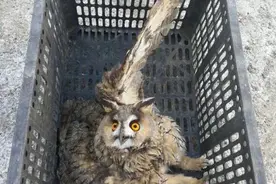 黑河民警救治放生野生猫头鹰图片