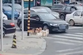 辽宁早高峰街头，5只小狗等红绿灯过马路！网友：给人类上一课图片