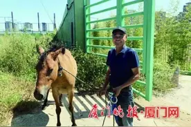 宠物马挣断缰绳 跑到厦门街头溜达！违规马主人写下承诺书图片