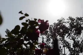 难忘，我这5年｜生命的最后一程 我为你守护视频封面