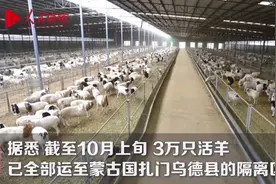 来了！蒙古国捐赠的3万只活羊已全部进入隔离区，为何选择送羊？图片