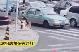 流浪狗是怎么过马路的？网友：给人类上了一课图片
