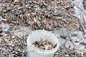 男子网购药水毒杀养殖户林蛙图片