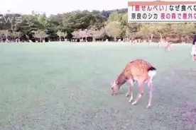 日本奈良鹿拒吃鹿饼，回归吃草图片