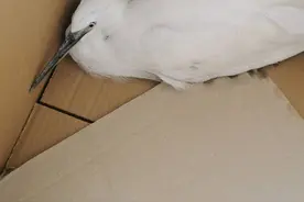 民警巡逻中救起受伤小鸟图片