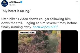 惊险！男子慢跑时遭美洲狮尾随 大声吼叫后侥幸脱身图片