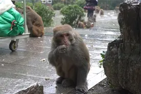 一年伤人5811次！贵阳黔灵山猕猴怎么管？图片