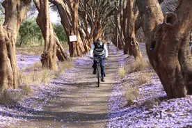 落英缤纷图片