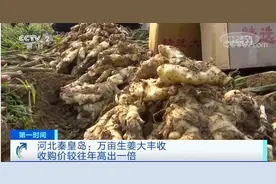 河北秦皇岛：万亩生姜迎丰收 收购价较往年高出一倍图片
