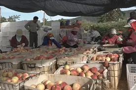 烟台莱州：小小桃子受欢迎 电商助农拓销路图片
