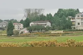 两条狗命引发的人命官司 四川南部75岁老人派出所讨要结果不成喝农药身亡图片