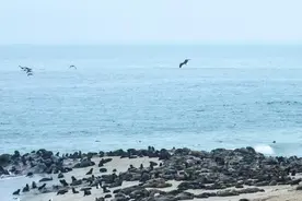 纳米比亚海岸现5000多头小海豹尸体，原因正调查图片