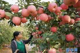 河北迁安：苹果丰收富农家图片