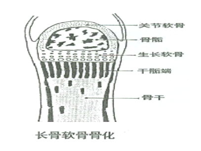 漯河谁是生长发育专家？