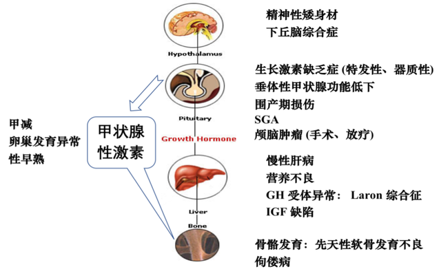 漯河谁是生长发育专家？