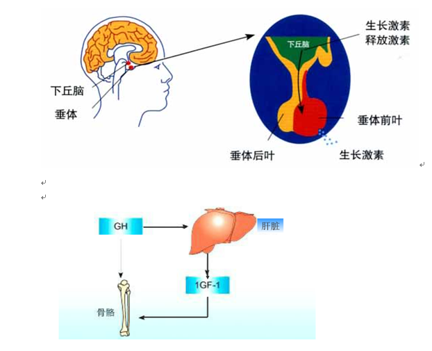 漯河谁是生长发育专家？