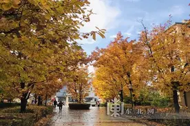 太美了！哈尔滨32个公园设置42个最佳“落叶景观区”图片