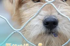 关爱生命、文明养犬，既然选择就别抛弃图片