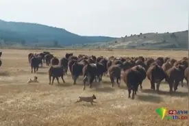 两只狗狗放牧几十头牛羊意外走红图片