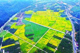 醉美稻花香图片