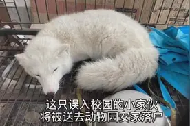 上海嘉定一学校操场惊现白狐！毫不怕人还吐舌头图片