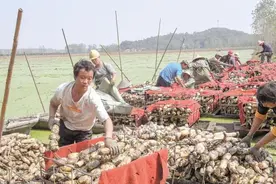 湖北嘉鱼莲藕远销海外图片