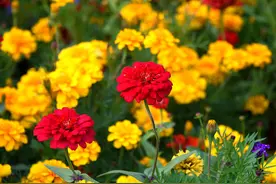 北京圆明园百日菊格桑花盛开 争奇斗艳秋色正浓图片