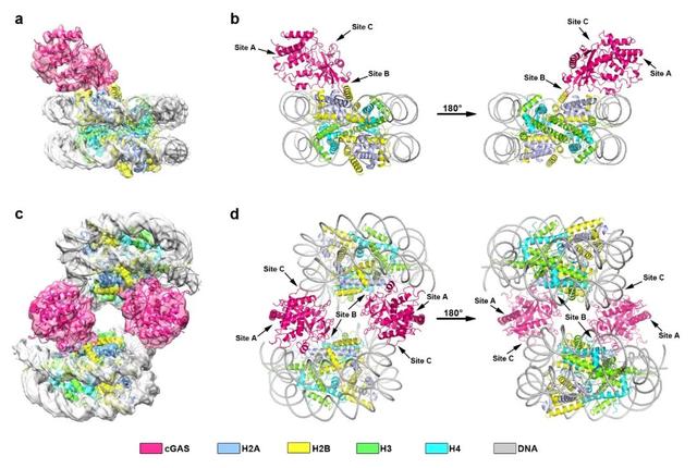 章新政组和许瑞明组合作揭示核小体抑制cGAS激活的调控机制
