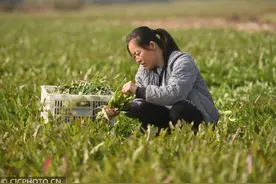 河北河间：小小蒲公英拓宽增收路图片