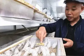 兔业行情长期低迷，山东有兔企“拓思路”养殖小白鼠图片