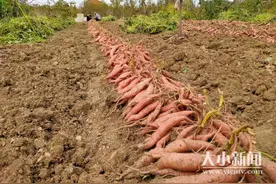 蓬莱区七里庄村富硒地瓜开始采收 老农计划畦芽让地瓜增值图片
