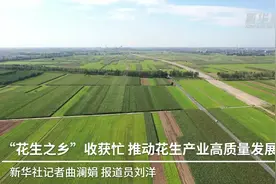 “花生之乡”收获忙 推动花生产业高质量发展视频封面
