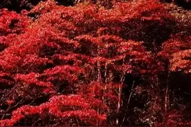 悄悄告诉你，安顺的“火焰山”披着彩衣来了图片