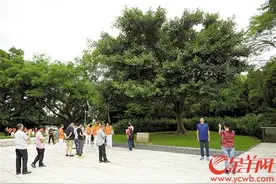 习近平总书记手植树成深圳新景观 市民前来“打卡”图片