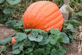 南京八卦洲陌上花渡瓜地现巨型南瓜，你见过吗？图片