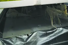 多国“植物工厂”进入量产阶段图片