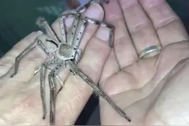 澳大利亚一女子养猎人蛛当宠物 任其在手上爬来爬去图片