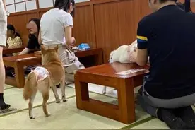左手咖啡奶茶，右手撸猫逗狗，宠物主题餐厅安全吗？图片