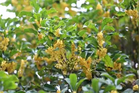 「视频」满城尽是桂花香 暗香浮动赏桂时图片