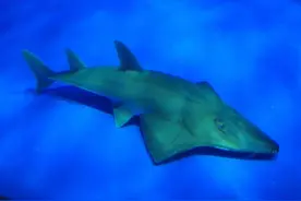 搞错身份20年：日本鹿儿岛水族馆及达尖犁头鳐其实是濒危新物种妖怪及达尖犁头鳐图片