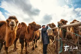 不仅能驮物还能“驮财”骆驼“驮”出致富新希望图片